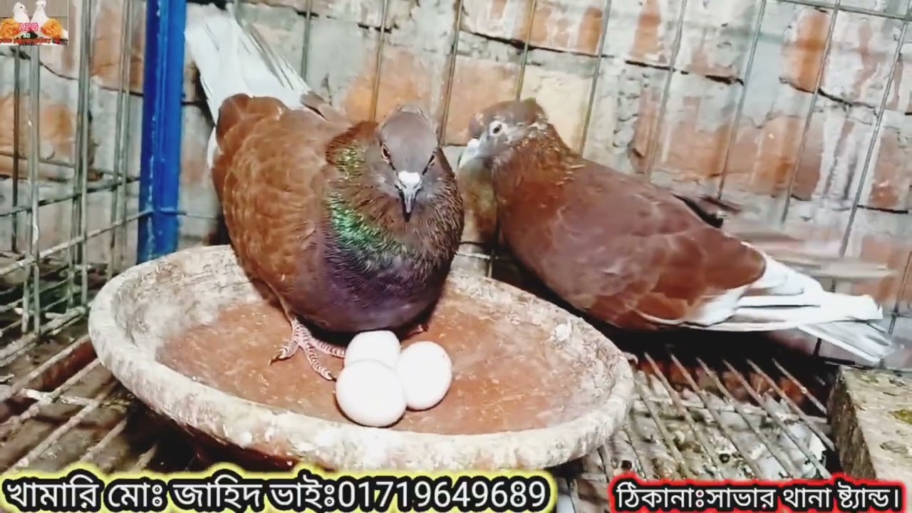 সরাসরি খামার থেকে কবুতর কিনুন । তাসফিয়া পিজন হাউজ #pigeon #kabutar #birds #kabootar #pigeonlover 