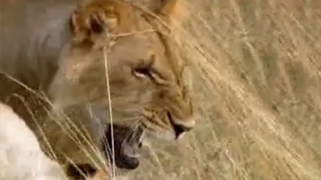 Lions vs Spitting Cobra | BBC Studios