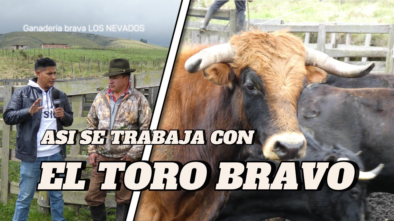 Asi se embarca a los TOROS MAS BRAVOS - ganader&iacute;a brava LOS NEVADOS