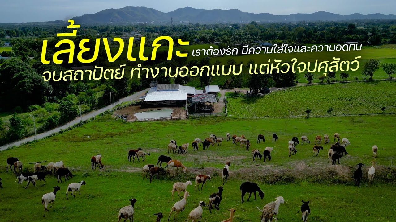 หนุ่มรับซื้อขายแกะหลังเรียนจบสถาปัตย์แถมยังทำงานออกแบบ แต่ชอบงานปศุสัตว์ทั้งหัวใจ จนเป็นที่ยอมรับ