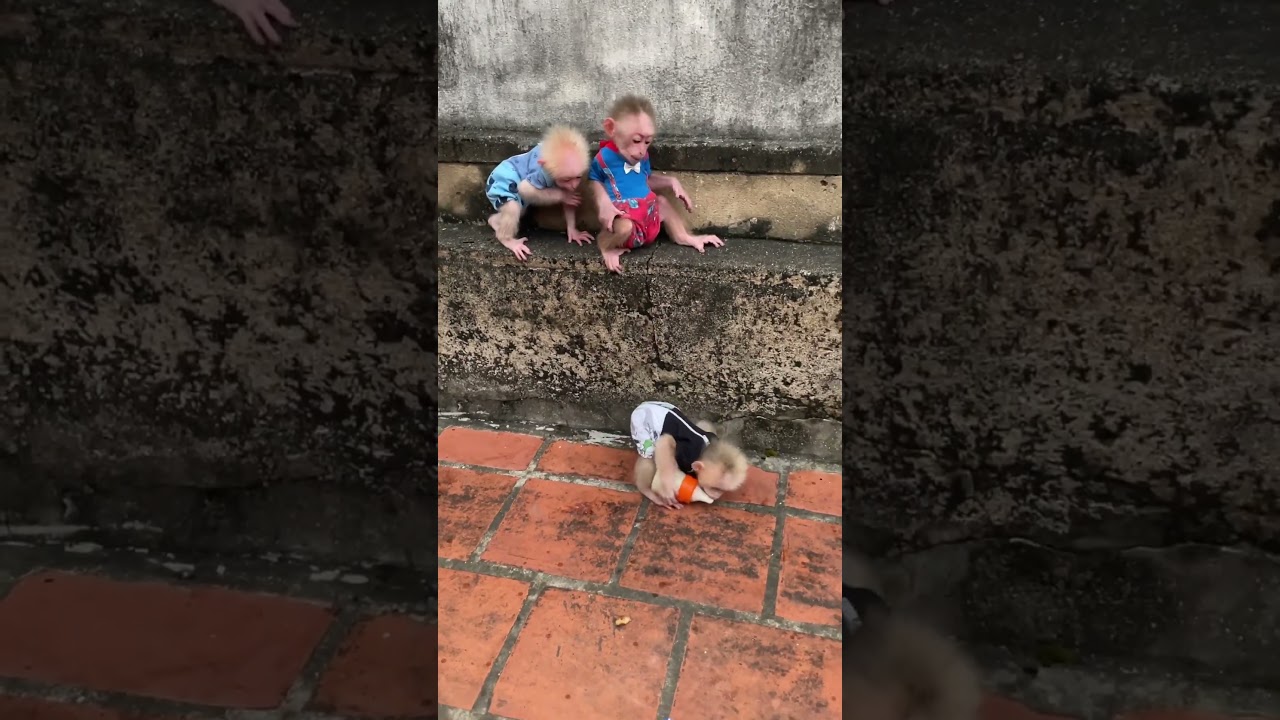 Baby monkey looks at Mimi drinking milk