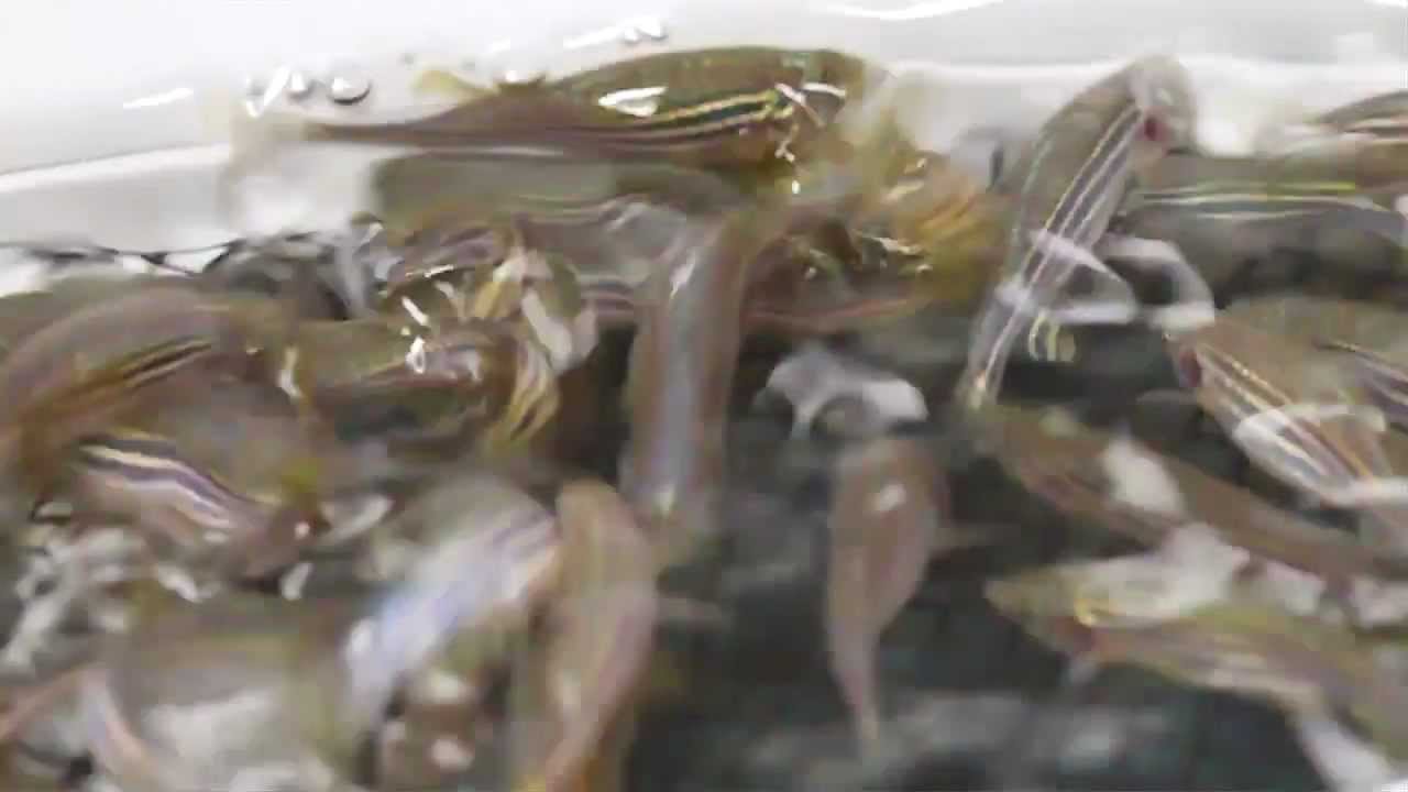 iSpawn - Zebrafish breeding at Children's Hospital Boston