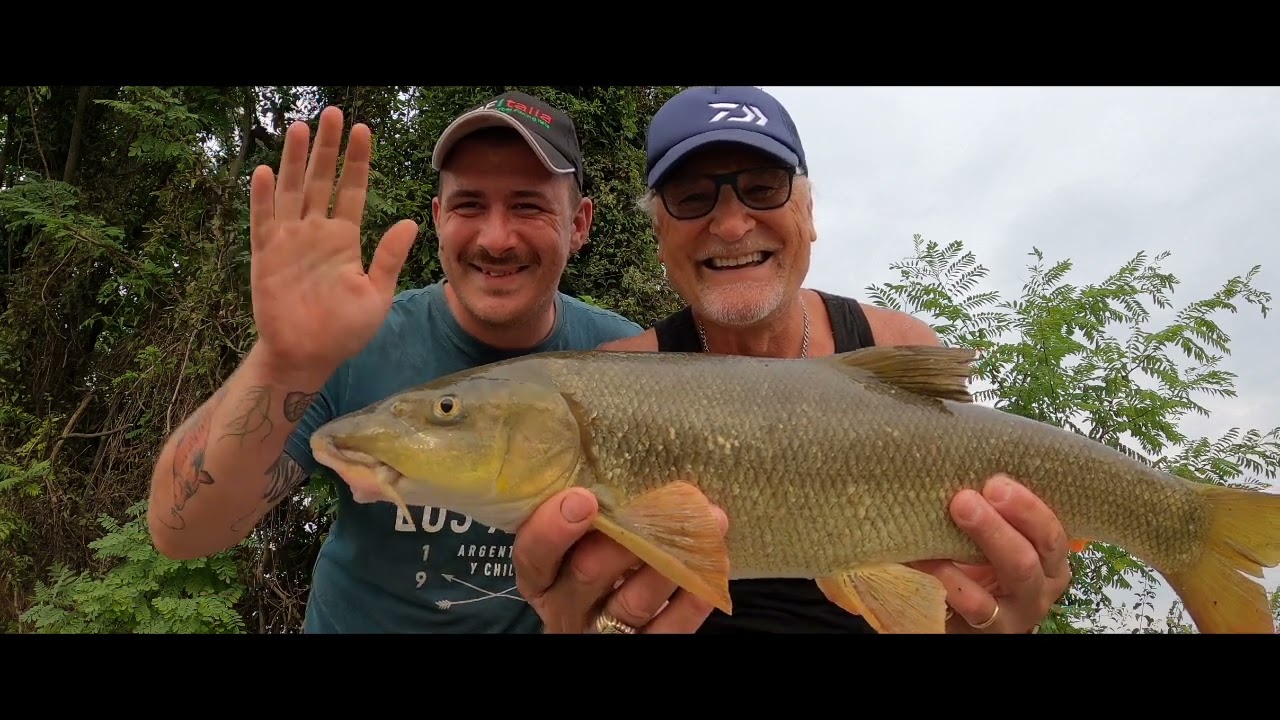 Barbi in canale #shortvideo #fishing #pesca #fish #catchandrelease #daiwa #angler #fishinglife 