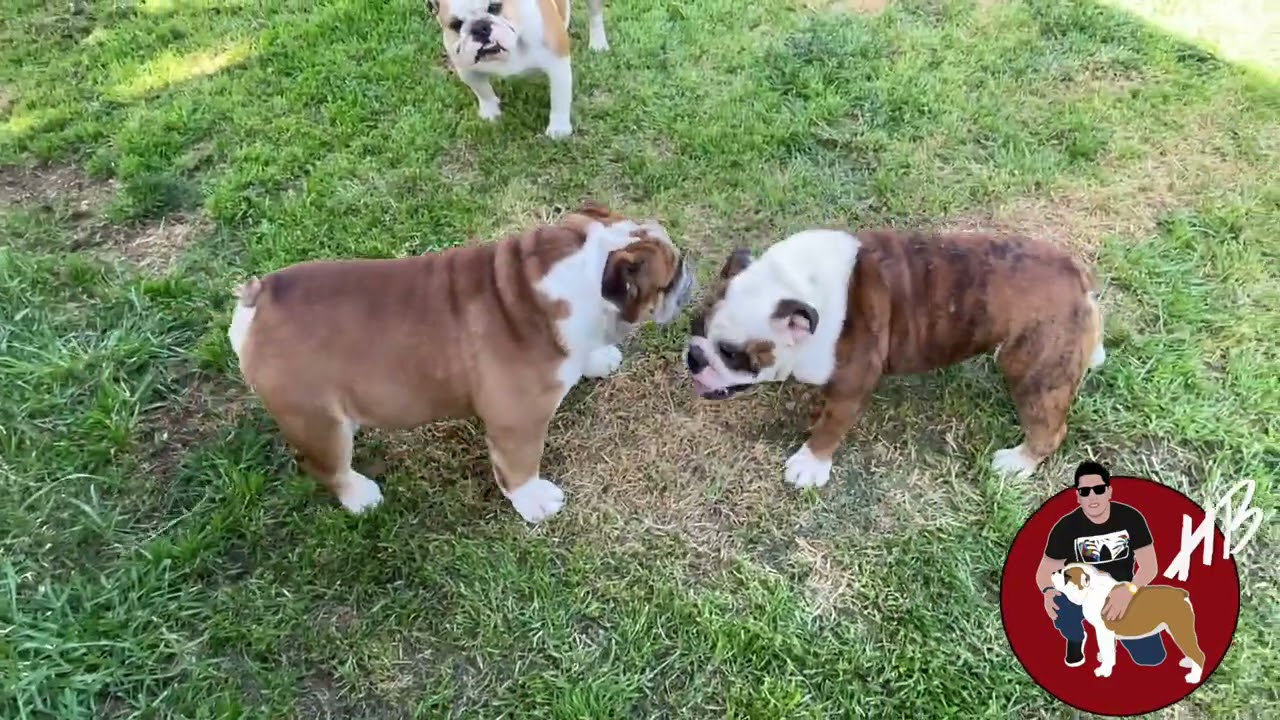 Si tienes mas de 2 perros, Cuidado con esto!! BULLDOG INGLES!! HECTOR BOLAÑOS!!