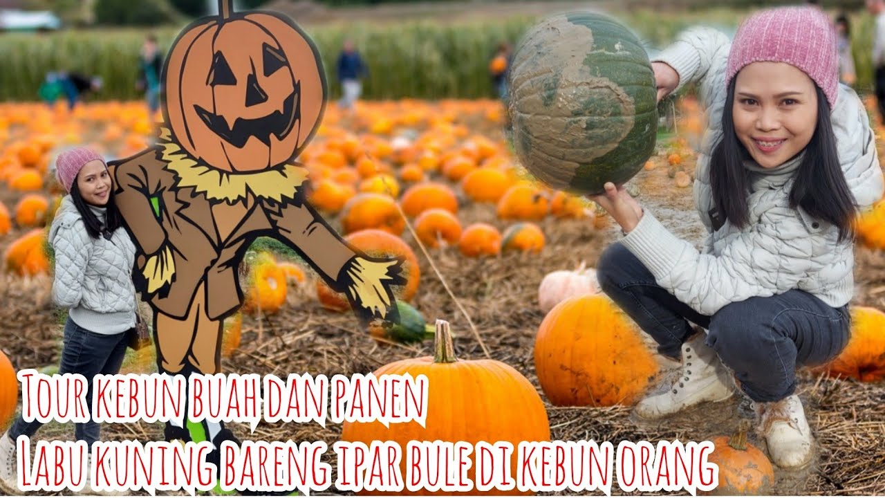 TOUR KEBUN BUAH DAN PANEN LABU KUNING BARENG IPAR BULE DI KEBUN ORANG