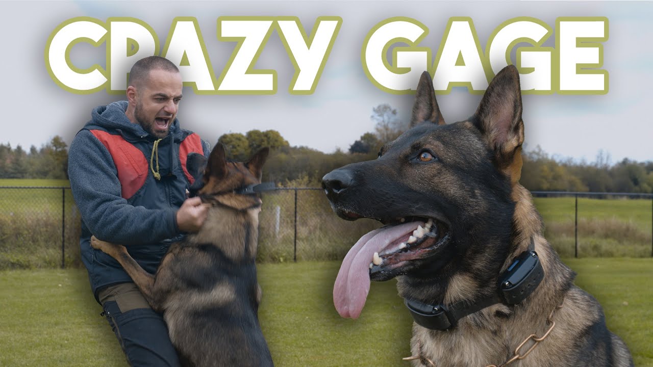 Training my dog Gage IGP obedience