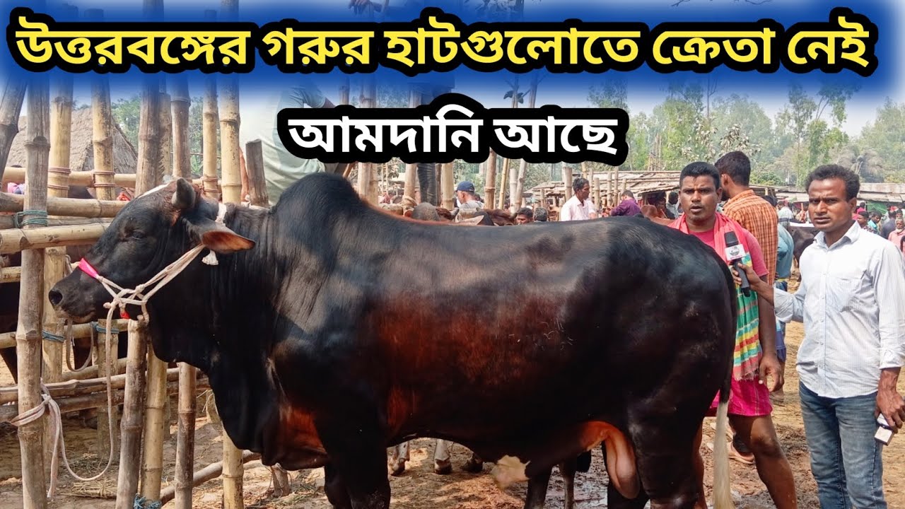  ৬মার্চ ২০২৬| সেরা মানের শাহিওয়াল কুরবানী ঈদের গরু প্রচুর আছে আমবাড়ি হাটে কিন্তু নেয়ার লোক নেই দেখেন