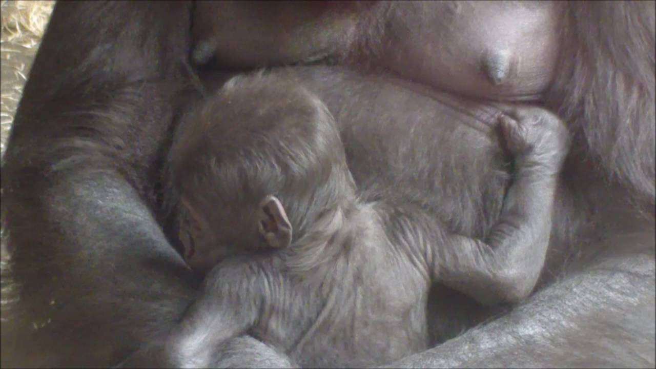 Baby Gorilla Ajabu