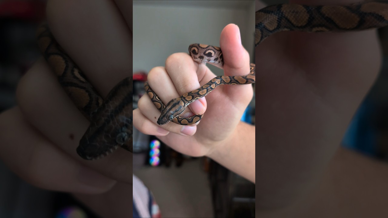Bowie the juvenile Rainbow boa 😍