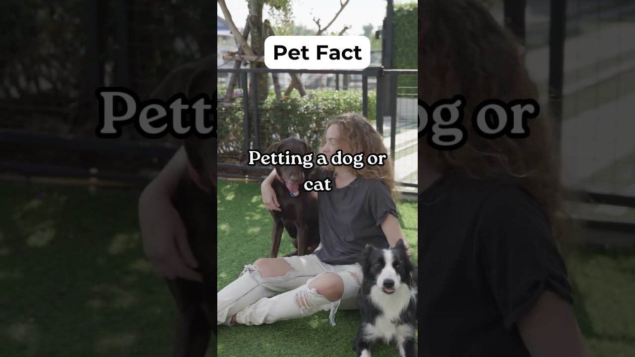 Amazing Pet Facts That Will Surprise You! #facts #shorts #petfacts #pets #animallover