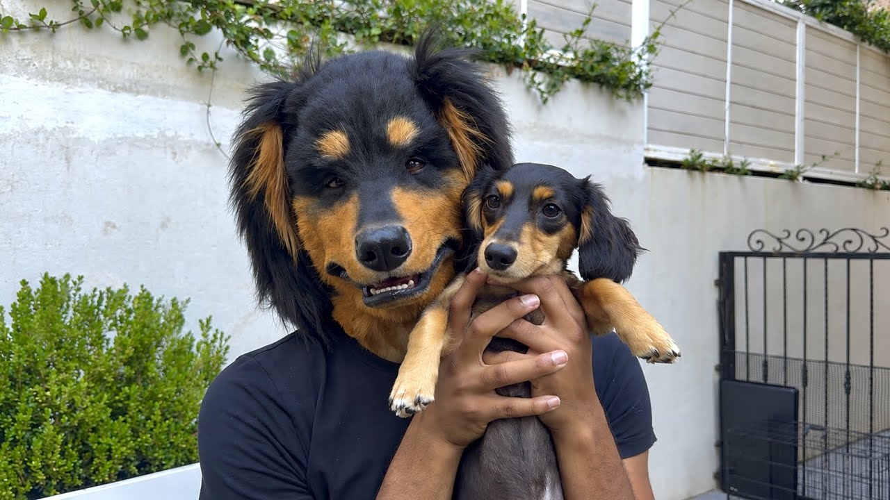 Swapping lives with my Dog 