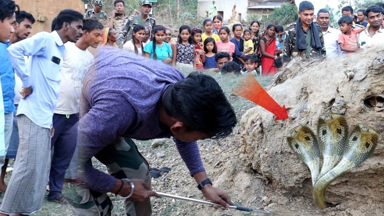 पहली बार इस गांव में हुआ ऐसा घटना, एक ही जगह निकला 3 नाग नागिन का जोड़ा पुलिस प्रशासन मौके पर पहुंचे