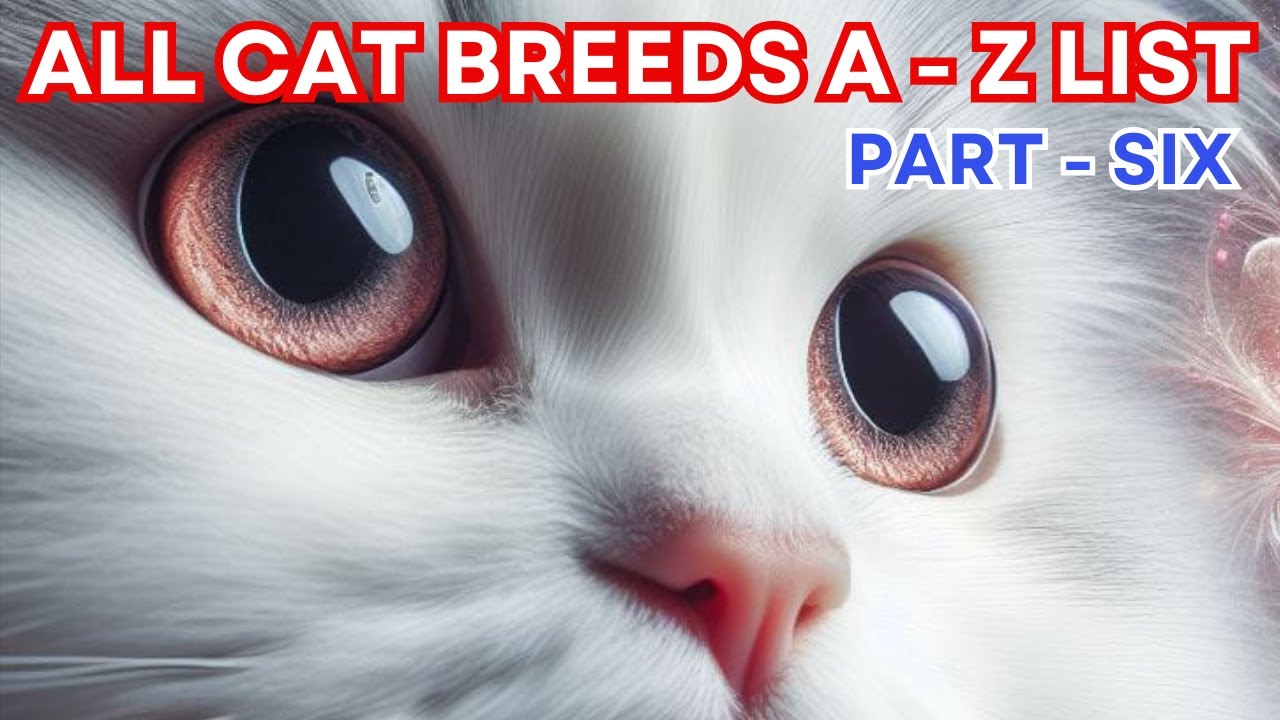 Cat Breeds Guide A - Z  List ( PART - 6) 