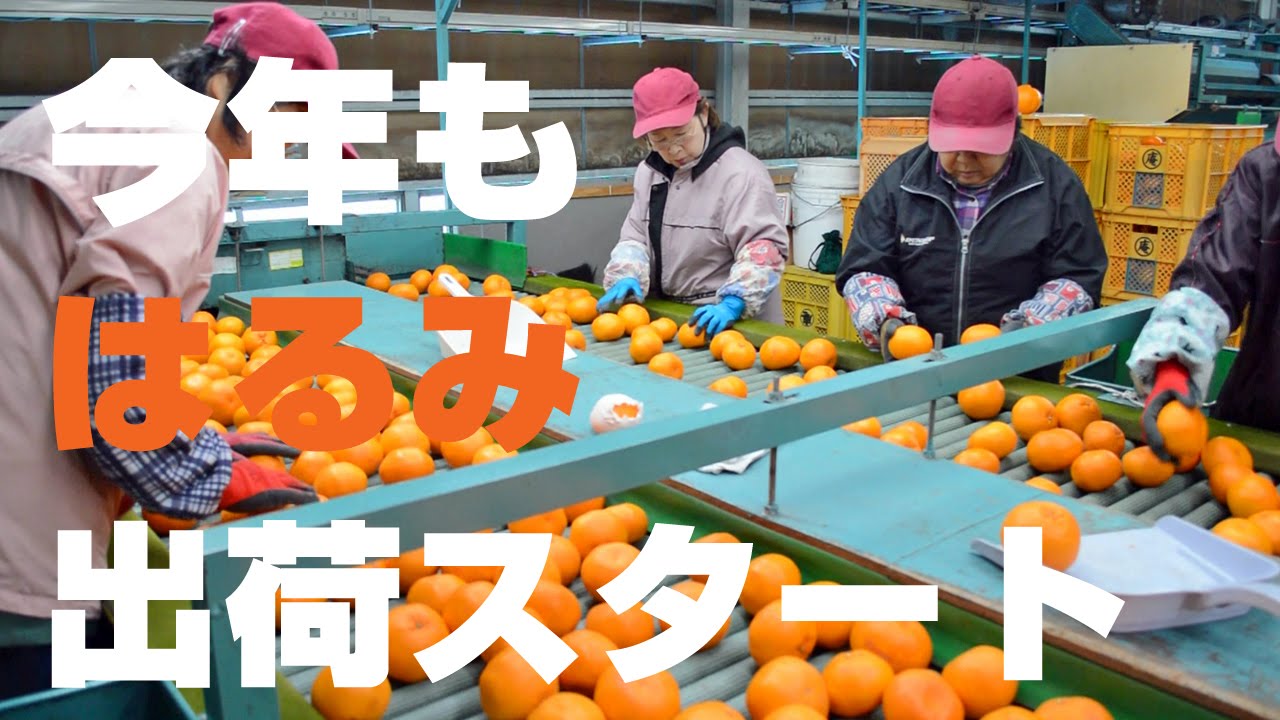 清水生まれの中晩柑「はるみ」出荷スタート（2015.02.09_ＪＡしみず）