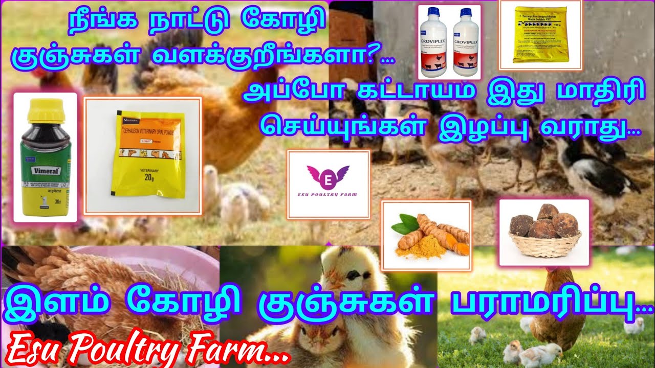 நாட்டுகோழி குஞ்சுகள்| பொறித்த முதல் நாளில் இருந்து 1 மாதம் வரையிலான பராமரிப்பு...@esupoultryfarm
