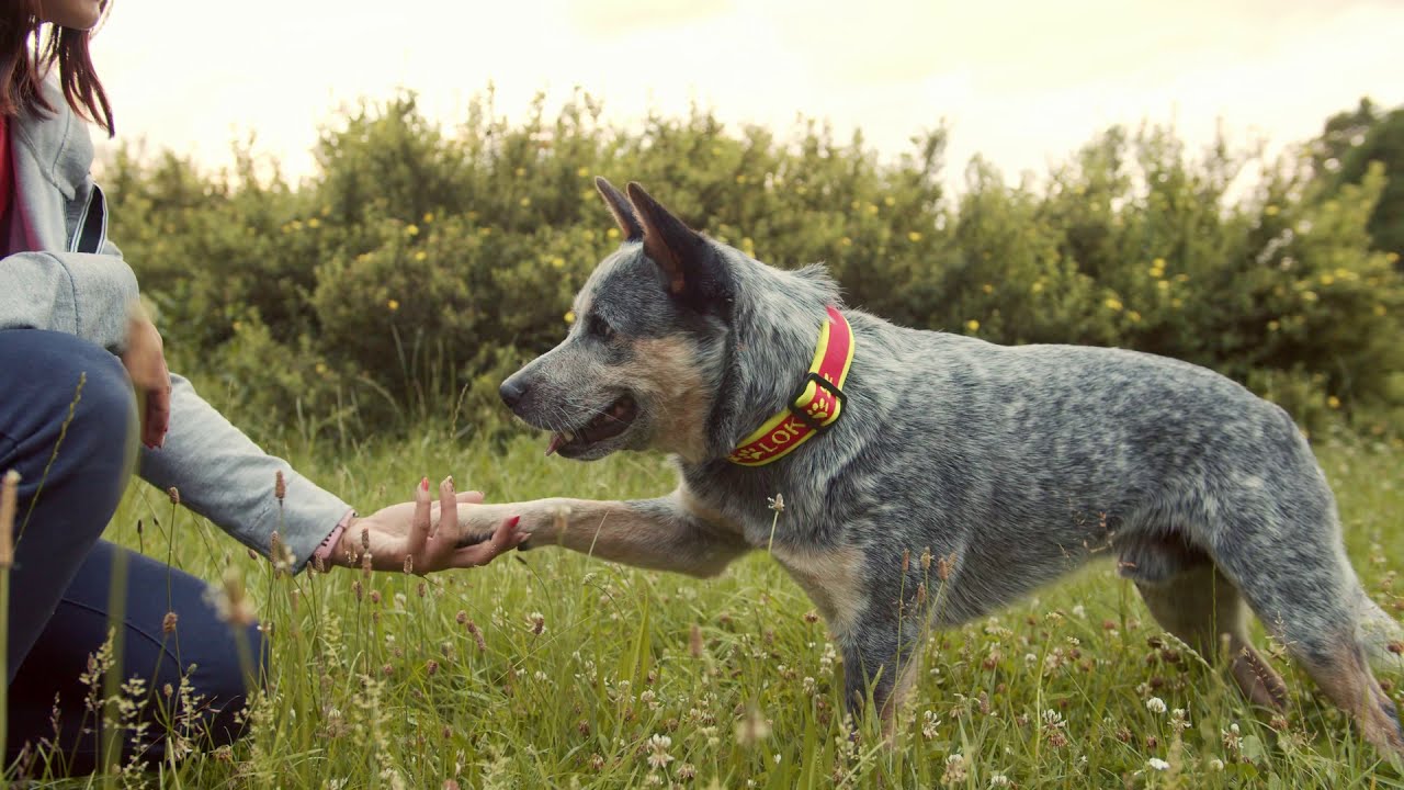 Amazing Loki - Australian cattle dog - dog tricks & fun