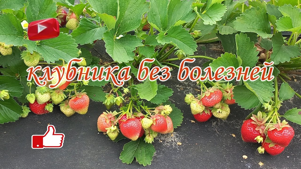 Что нужно сделать, чтобы клубника не болела.