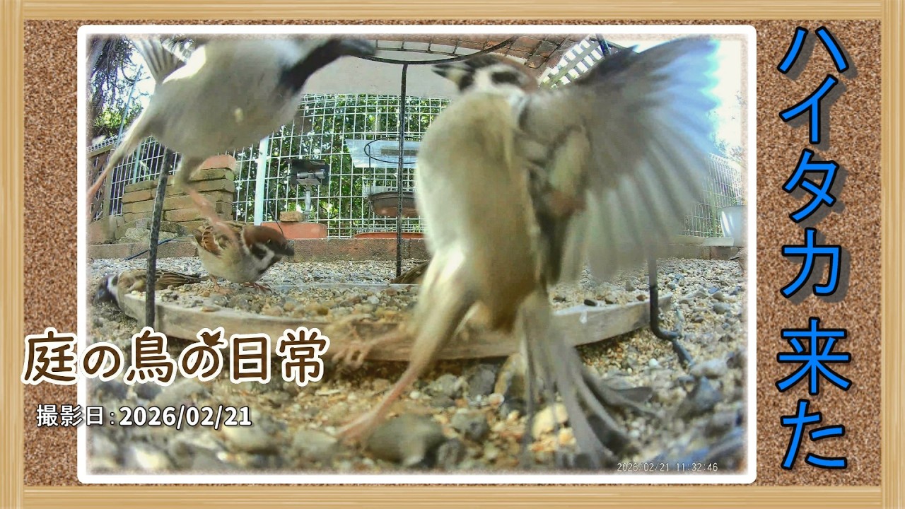 【庭の鳥の日常】(26,02,21) 週末は、ハイタカの日