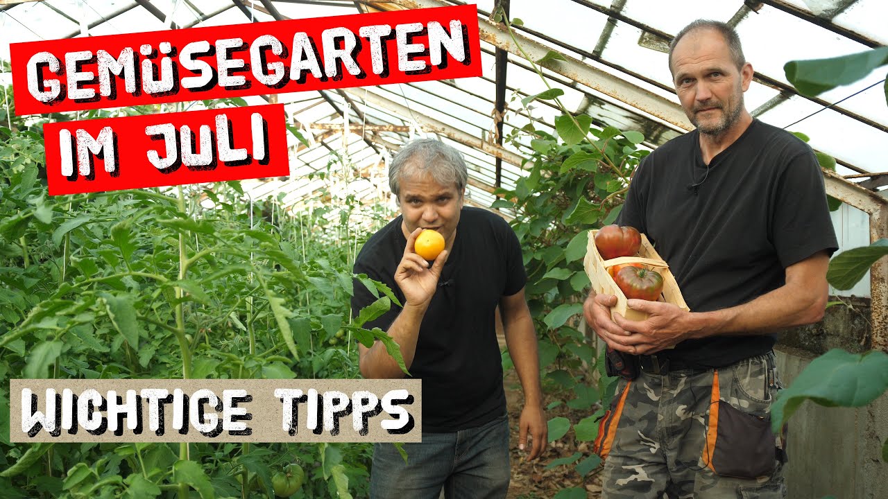 Gemüsegarten im Juli - Nachdüngung nicht vergessen + Erste Tomatenernte
