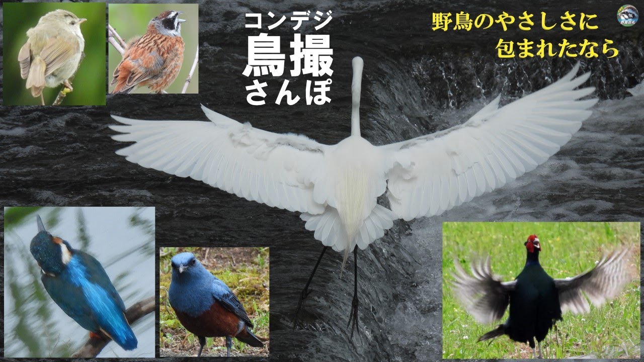 コンデジ鳥撮散歩　野鳥のやさしさに包まれて　兵庫県・北播磨
