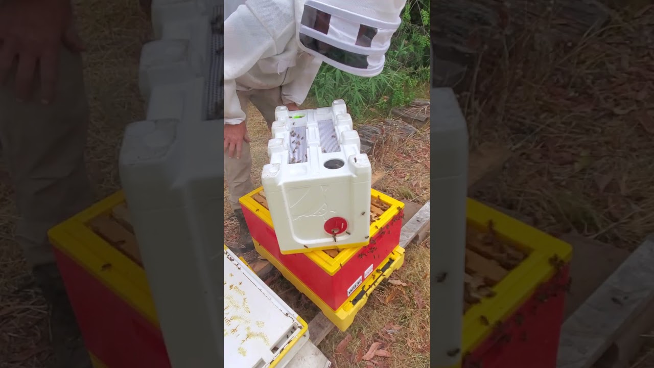 Mitch's Swarm Nuc becomes Hive 13.