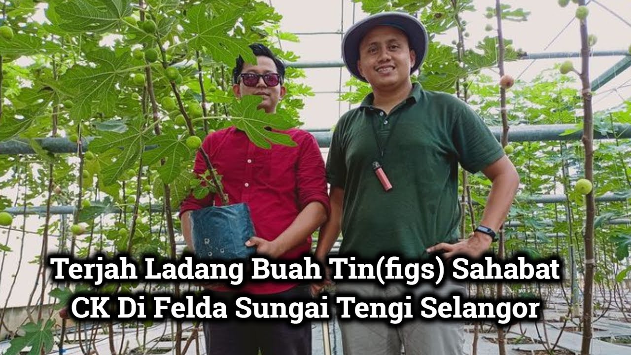 CK Terjah Ladang Buah Tin Segar Di Malaysia AftaBenefigs Felda STS