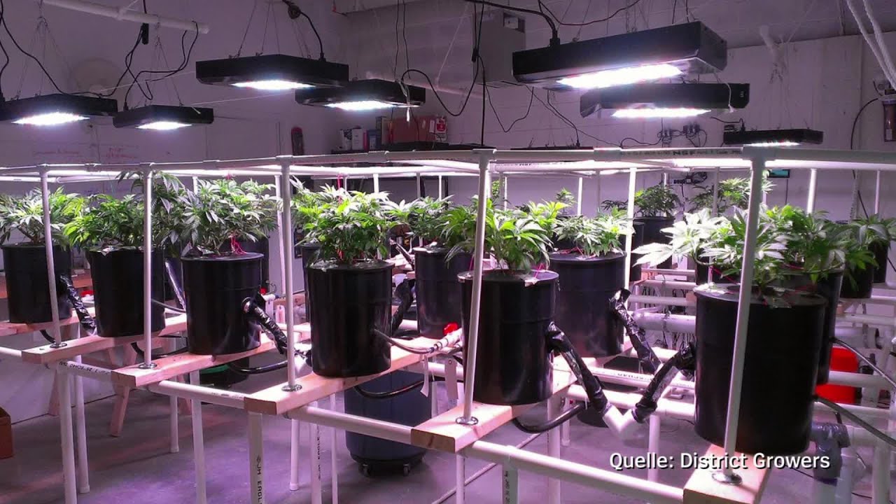 District of Cannabis: Die Kiffer-Posse von Washington D.C. | DER SPIEGEL