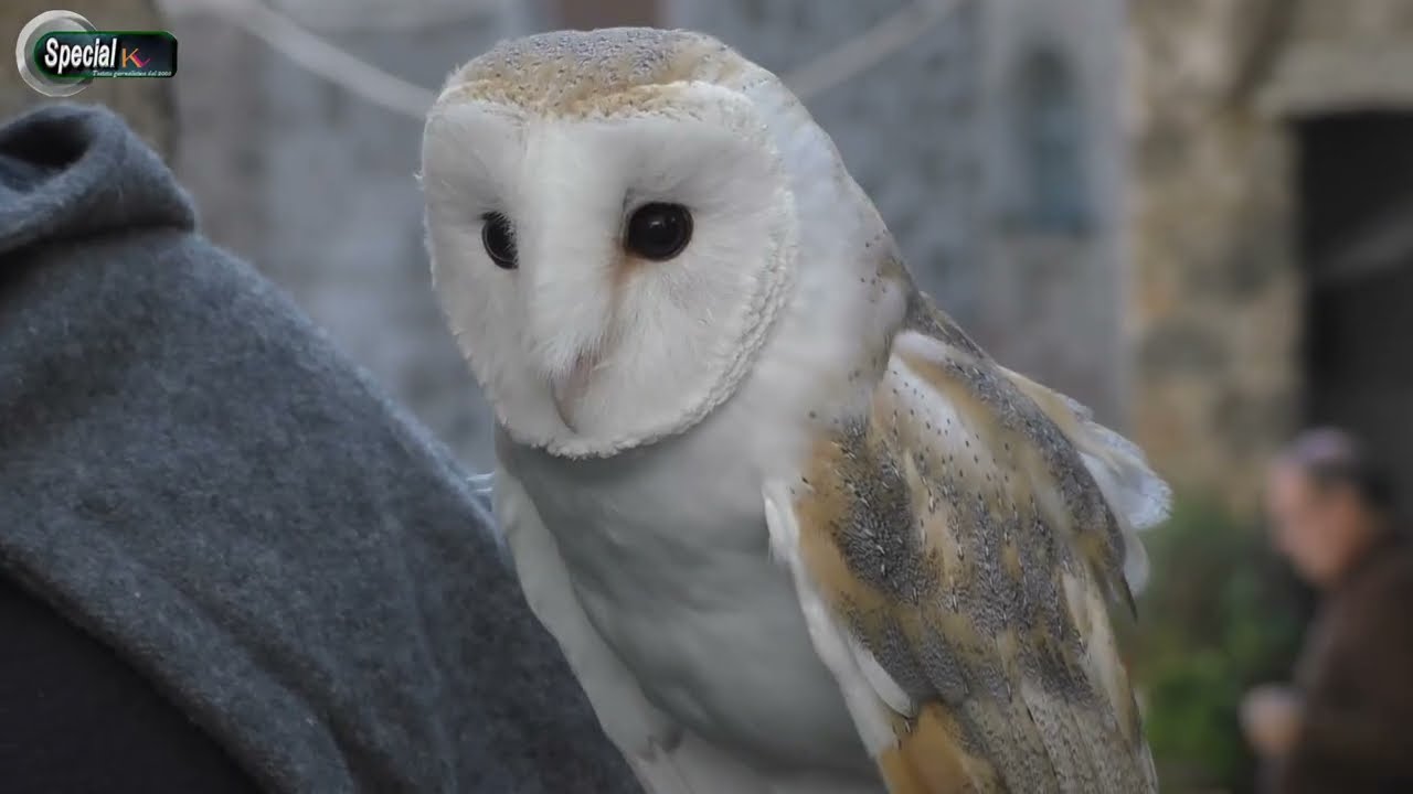 A RONCIGLIONE PRENDE VITA IL MONDO DI HARRY POTTER