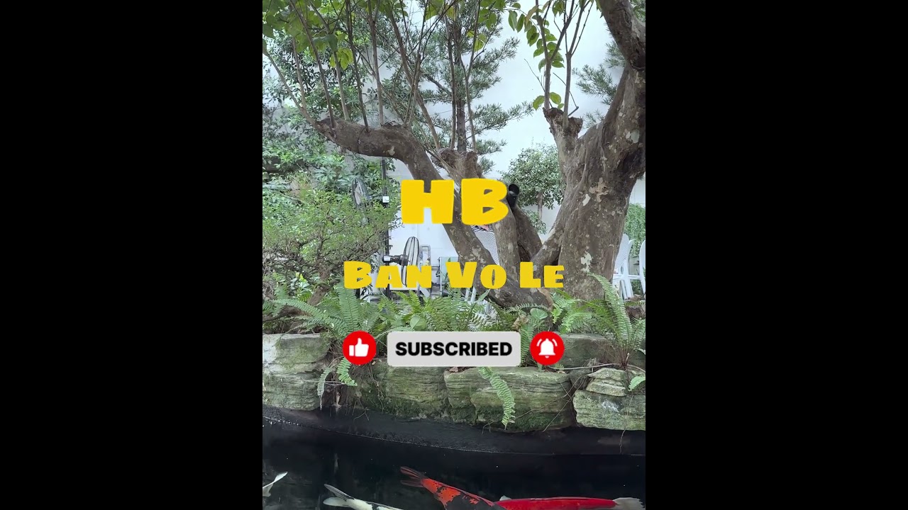 Be ca ,follow-Like-Share-Comment #quanhtacuocsong #HB Ban Vo Le #BangNguyenHongYT