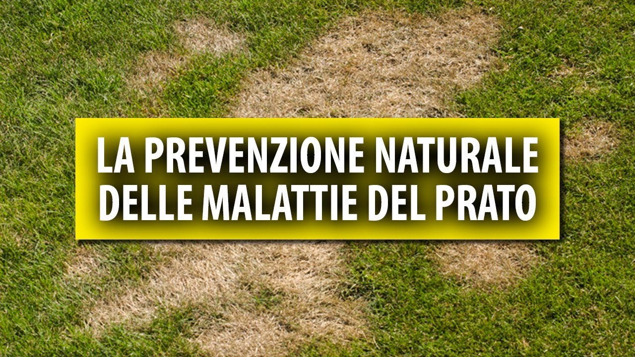 La Prevenzione delle Malattie del Prato. La Strategia Naturale.