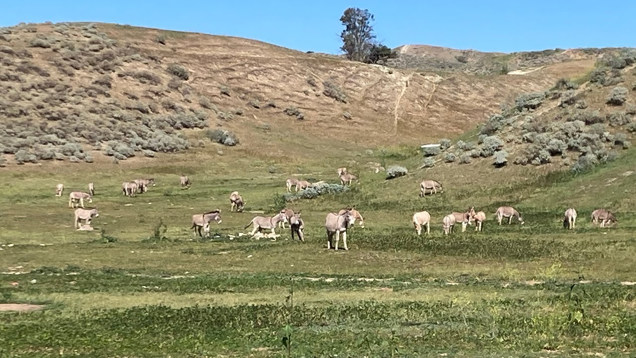 Otra manada de burros🫏🫏🫏🫏🫏mas grande entre Moreno Valley y San Bernardino Ca x la Calle reche canyon
