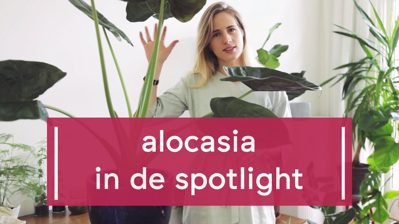 Zo verzorg je de Alocasia