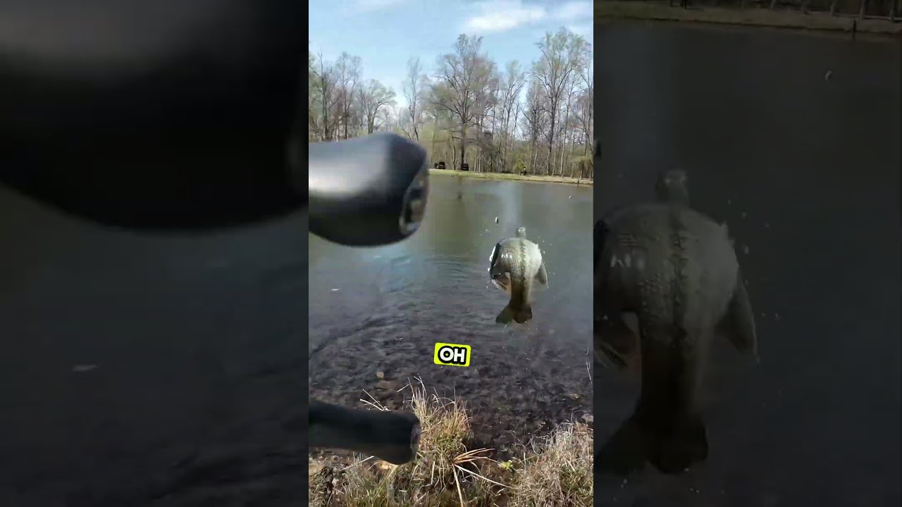 Catching A Big Male Bass On A Bed ( Do You Miss Bed Fishing)