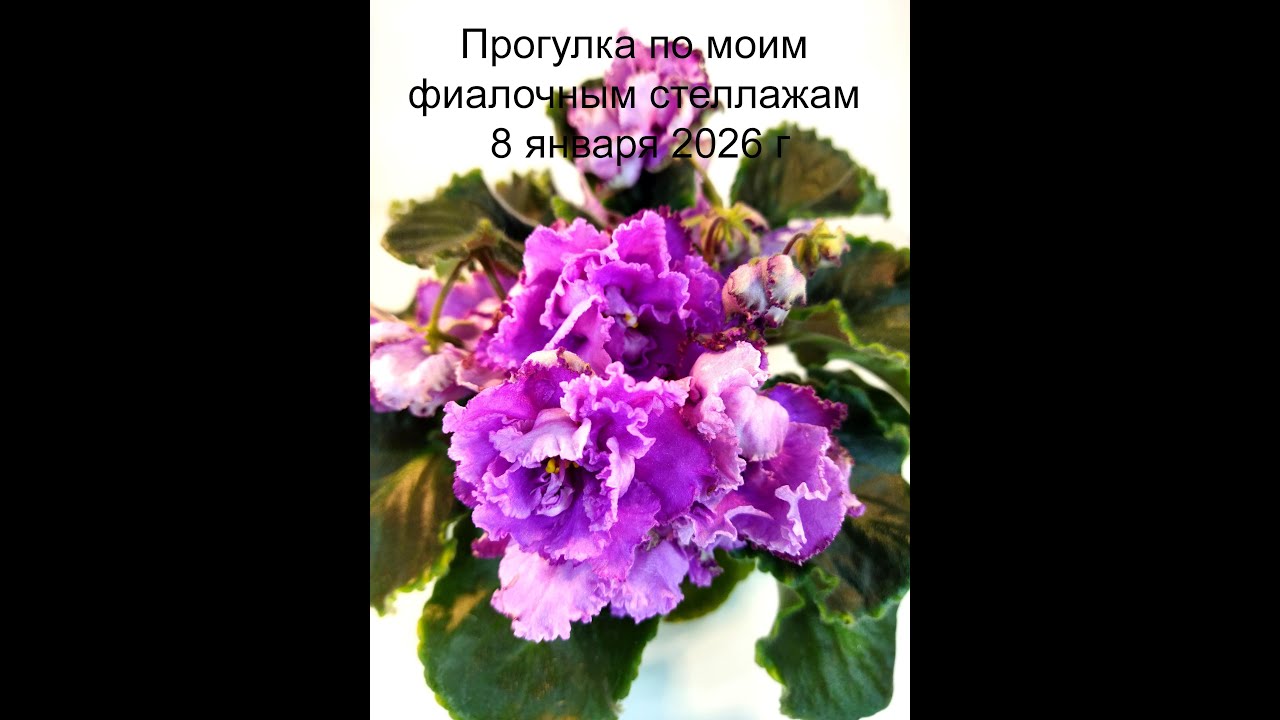 Прогулка по моим фиалочным стеллажам 8 января 2026 г