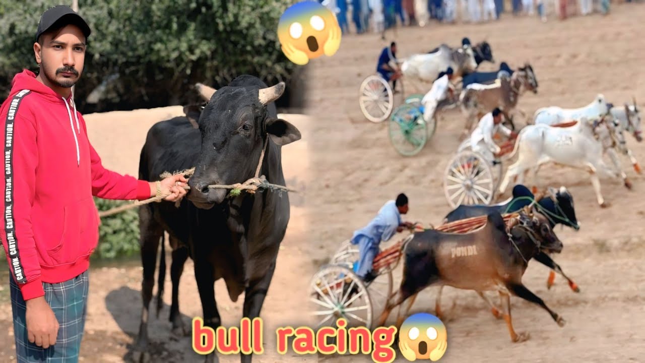 Match fixed sheru bull k race ka muqabla 🐂#pets vlog #pets #Bassampethouse #hammadpethouse  #vlogs
