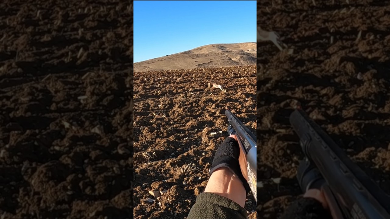 TAVŞAN TERS TARAFA KOŞTU (SEZONUN EN NET TAVŞANI) HARE HUNTİNG 