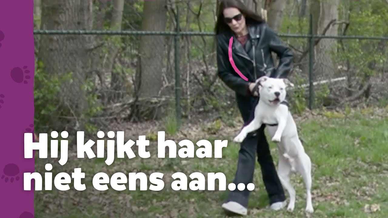 Wanneer krijgt het baasje nou eens respect?!? - Ron’s Hondenspreekuur
