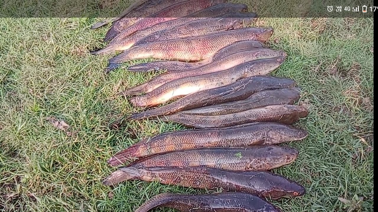 Behtarin size snakehead murrel fish frock ki ho gai Aaj maut #bigfish #fishingvideo #snakehead #vidi