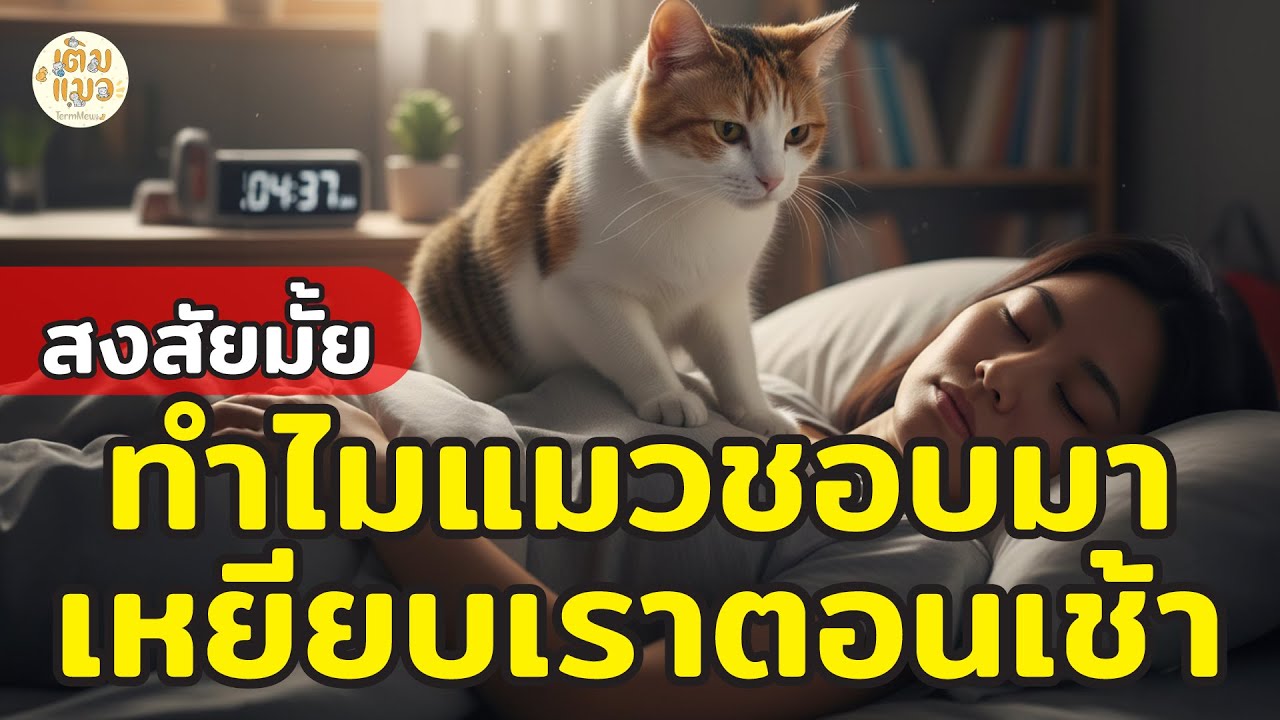 สงสัยมั้ย...ทำไมแมวชอบมาเหยียบเราตอนเช้า | เติมแมว