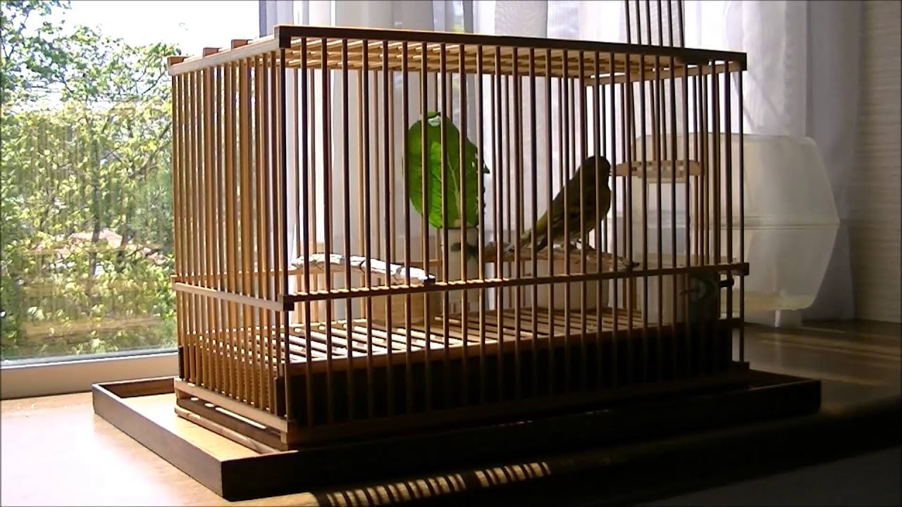 マヒワの歌　(Carduelis spinus,Eurasian siskin)