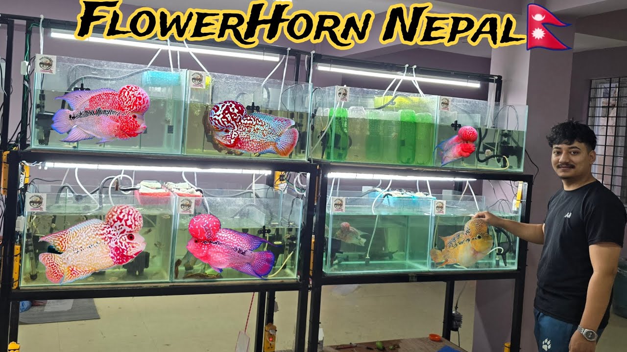 Amazing Flowerhorn stock at Flowerhorn Nepal 🇳🇵 || Care guide and Maintenance for Flowerhorn ||