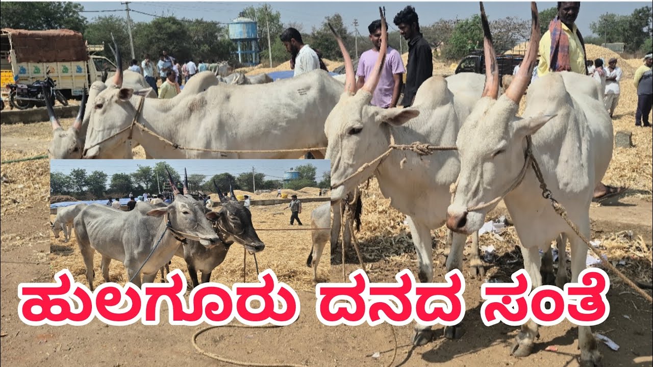 ಹುಲಗೂರು ದನದ ಸಂತೆ 🙏🚩❤️hulgur danada shanti