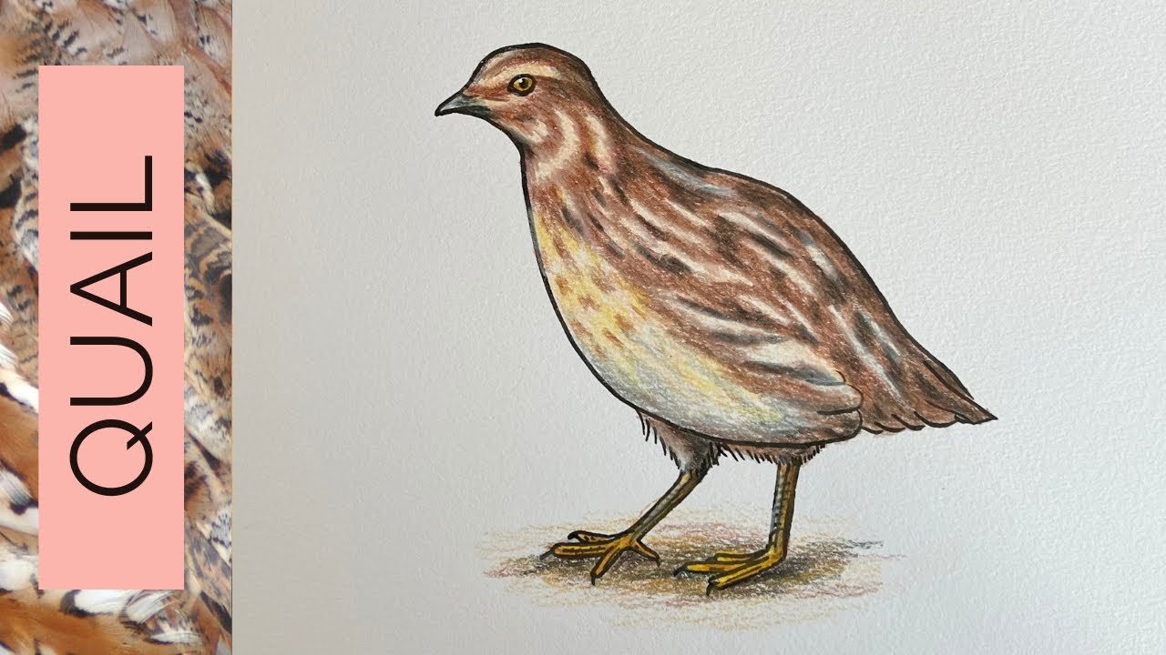 The only QUAIL DRAWING TUTORIAL you’ll ever need…