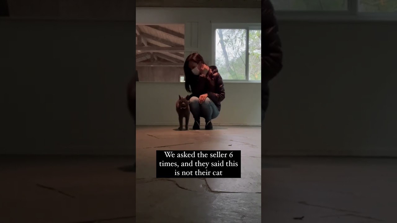 The Mystery Cat at My Buyer&rsquo;s New Home 👀