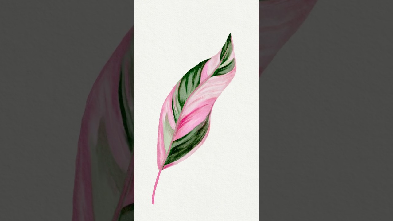Procreate timelapse 