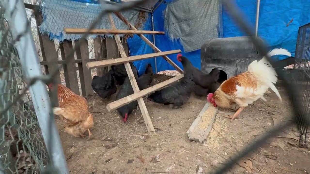 WELL MOMS CHICKENS HAS LANDED ON THE HOMESTEAD! THEY CAME ACROSS ALABAMA/MISSISSIPPI STATE LINES !