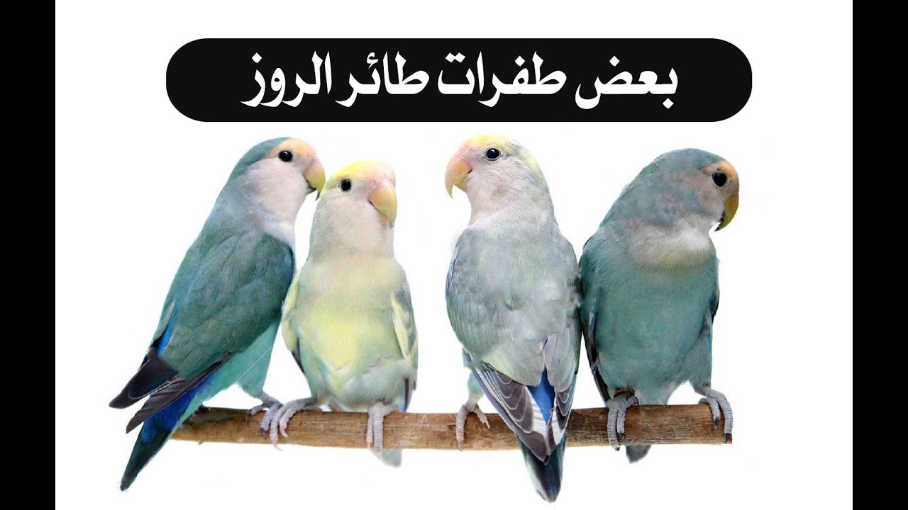تعرف على بعض طفرات طائر الروز