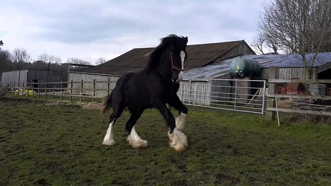 Shire horse turbo