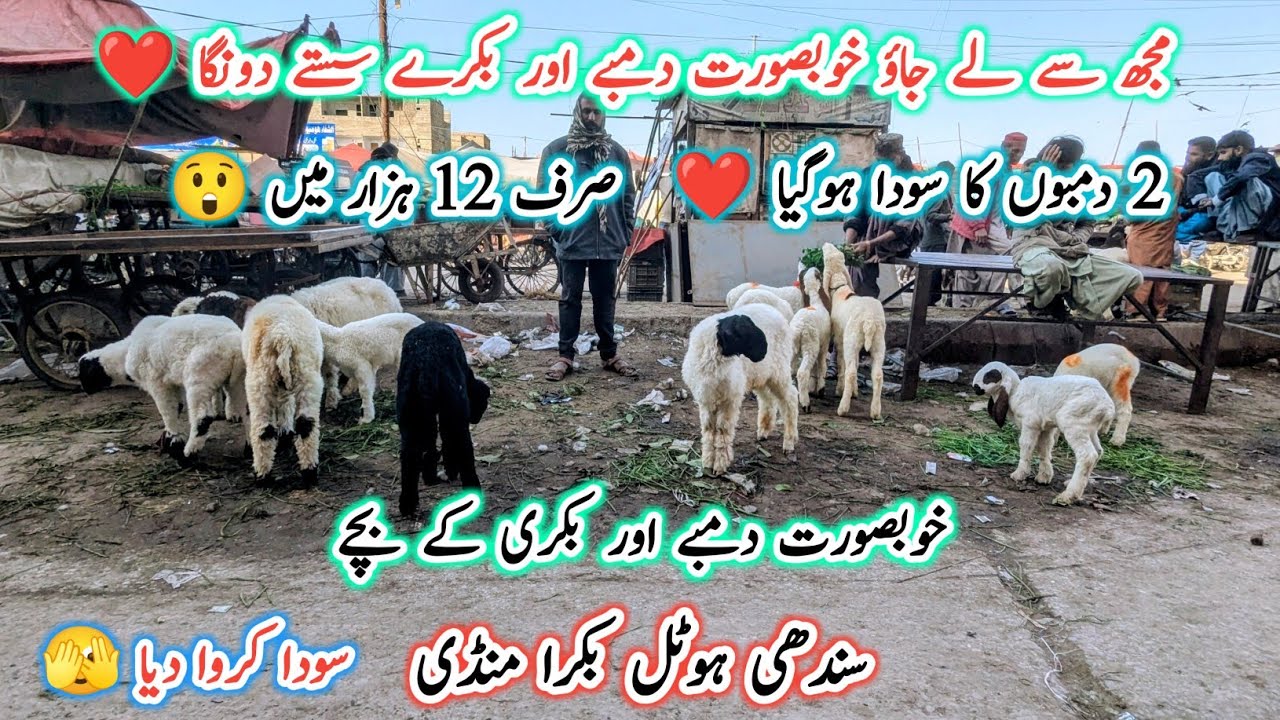 Sindhi Hotel Bakra Mandi Karachi Latest Update l 23 Jan 2026 l Karachi Bakra Mandi 2026 l