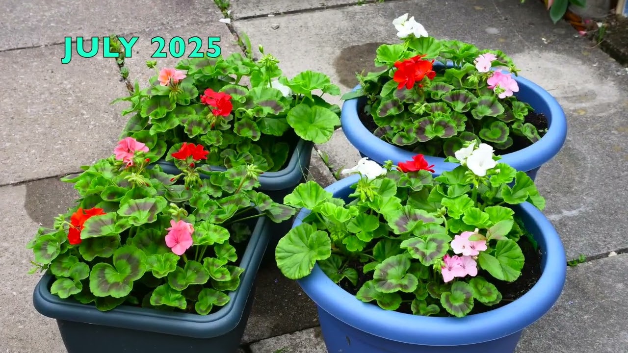 I PURCHASED GERANIUM PLUG PLANTS ONLINE. NOW TWO MONTHS LATER